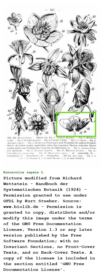 Ranunculus repens L.